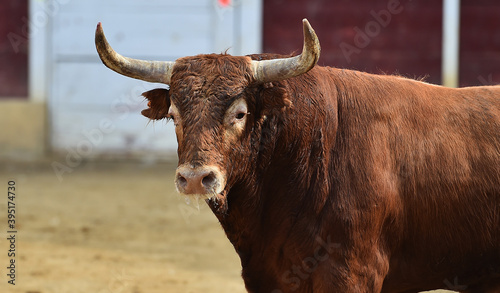 fighting bull with big horns running on spanish bullring