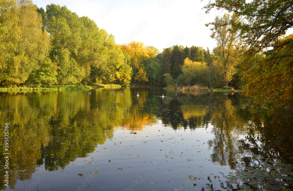 Beautiful fall landscape scene with colorful trees on a lake ans swans Beautiful fall landscape scene with colorful trees on a lake ans swans