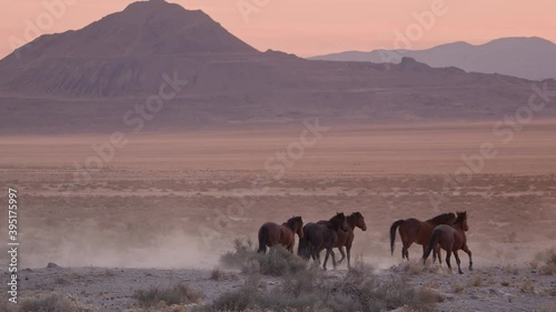 Wild horses trotting through the Utah desert during sunset kicking up dirt.