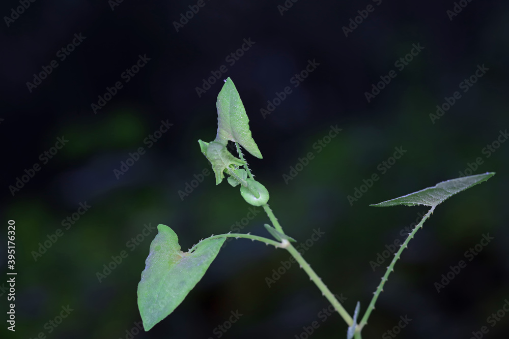 Chinese medicinal plant Polygonum scandens Chinese medicinal plant Polygonum scandens
