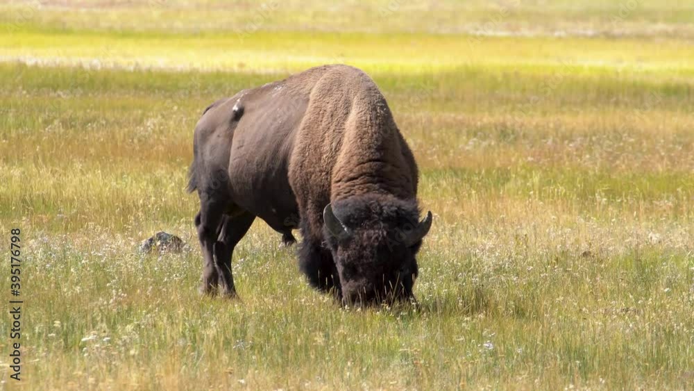 Buffalo grazing in a field with hot springs in the background in Yellowstone National Park. Buffalo grazing in a field with hot springs in the background in Yellowstone National Park.