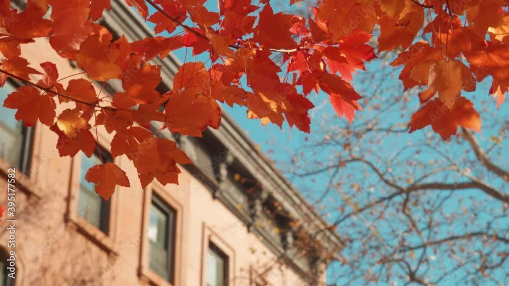 orange leaves flutter over Brooklyn Brownstones in the fall