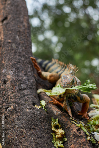 Iguana eating on a tree