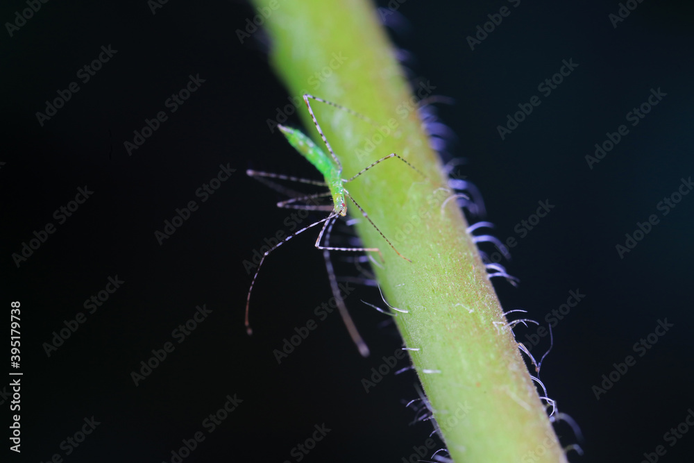 stinkbug on plant leaves in nature, North China Plain stinkbug on plant leaves in nature, North China Plain