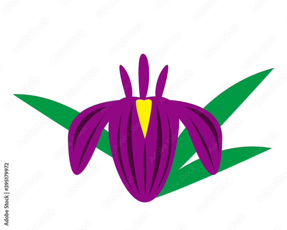 Naklejka premium 花菖蒲のベクターイラスト 端午の節句 こどもの日