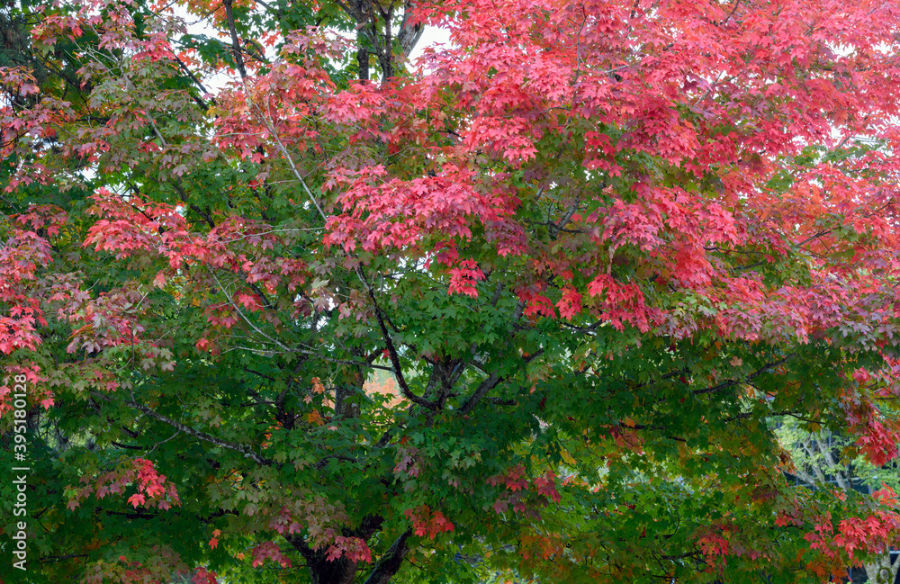 Maple leaves turning color in autumn
