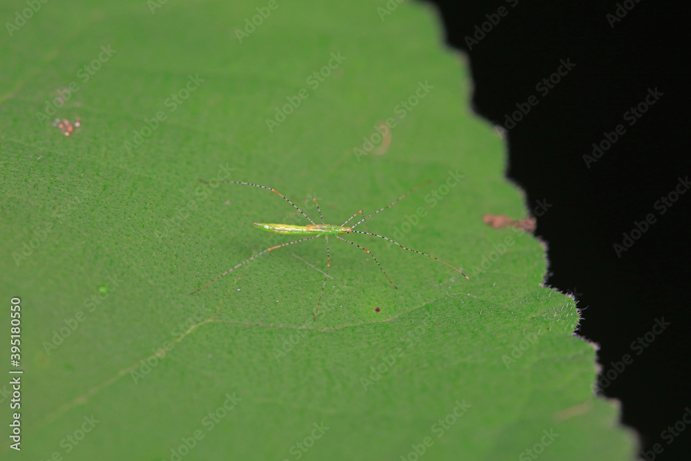 Obraz premium stinkbug on plant leaves in nature, North China Plain