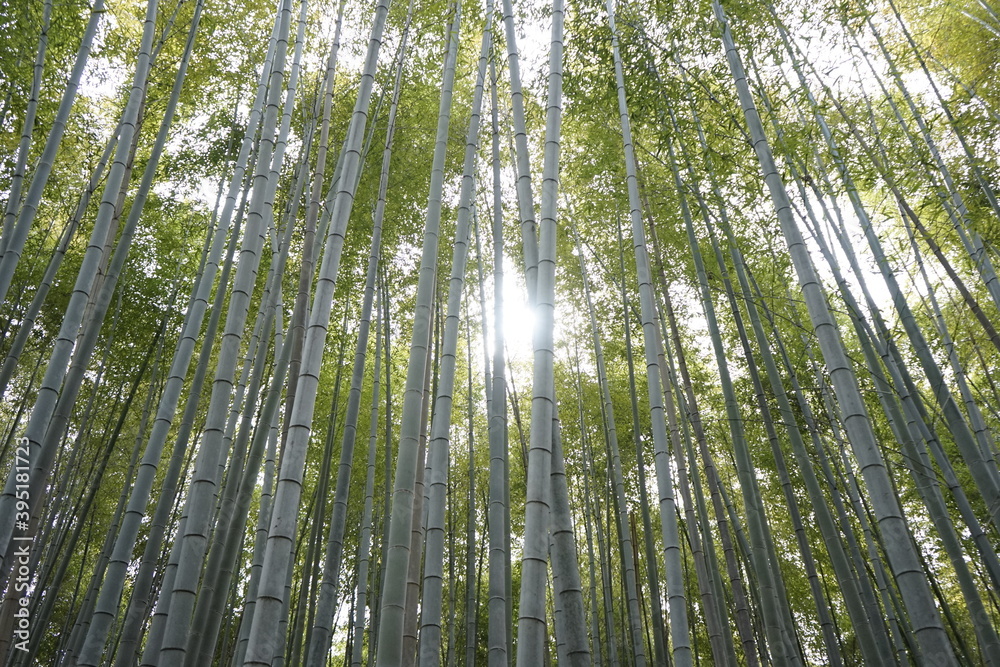 Backround Bamboo Forest Arashiyama Japan Backround Bamboo Forest Arashiyama Japan