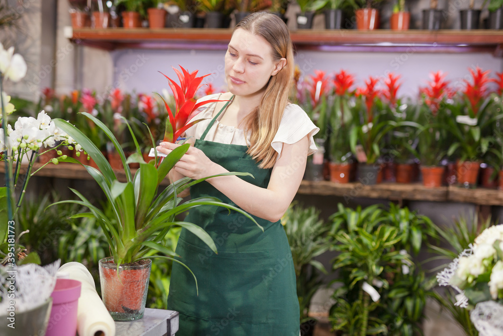 Experienced female florist inspecting potted plants in his floral shop. High quality photo