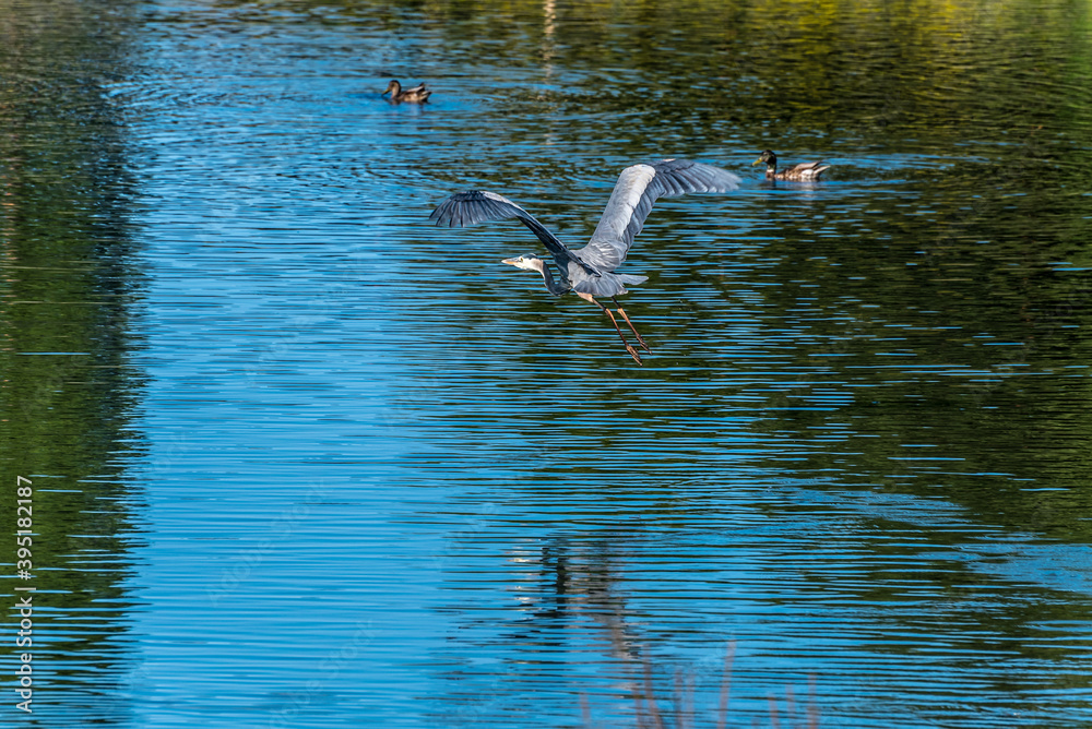 Great Blue Heron Great Blue Heron