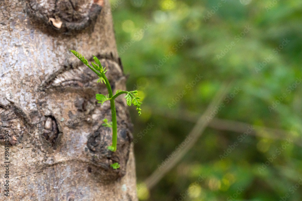 New redesigned growth from an old concept. A new sprout from an old tree New redesigned growth from an old concept. A new sprout from an old tree