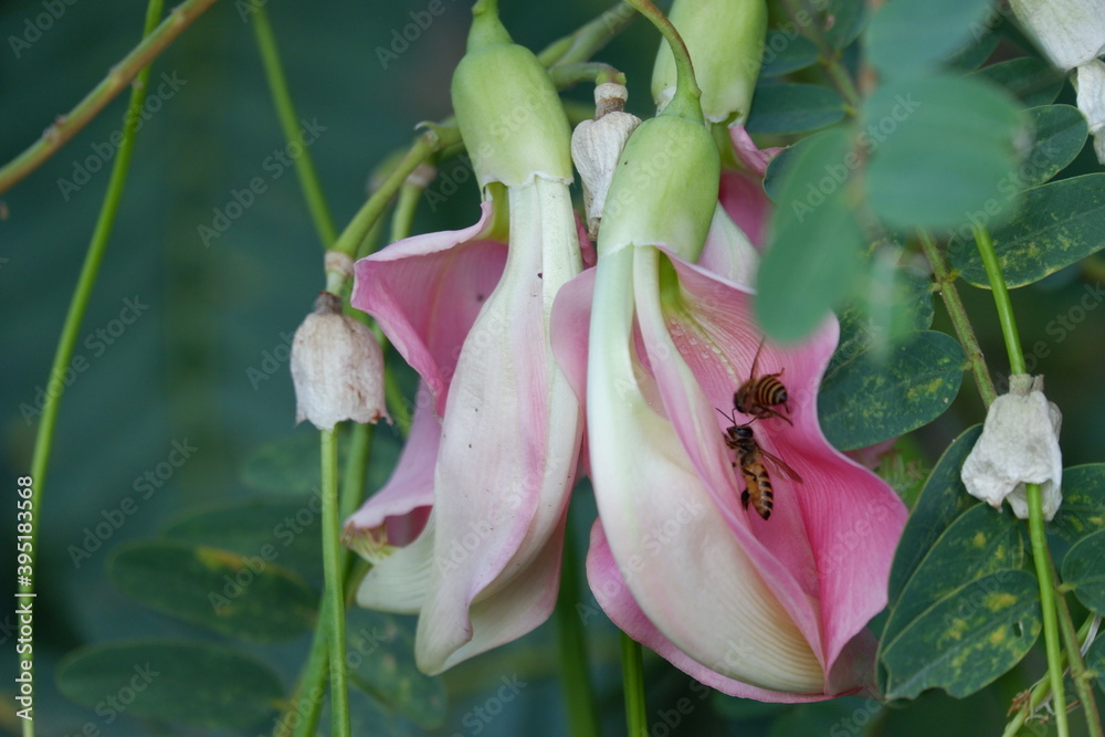 Obraz premium close up image of Pink Turi (Sesbania grandiflora) flower is eaten as a vegetable and medicine. The leaves are regular and rounded. The fruit is like flat green beans, long, and thin, out of focus