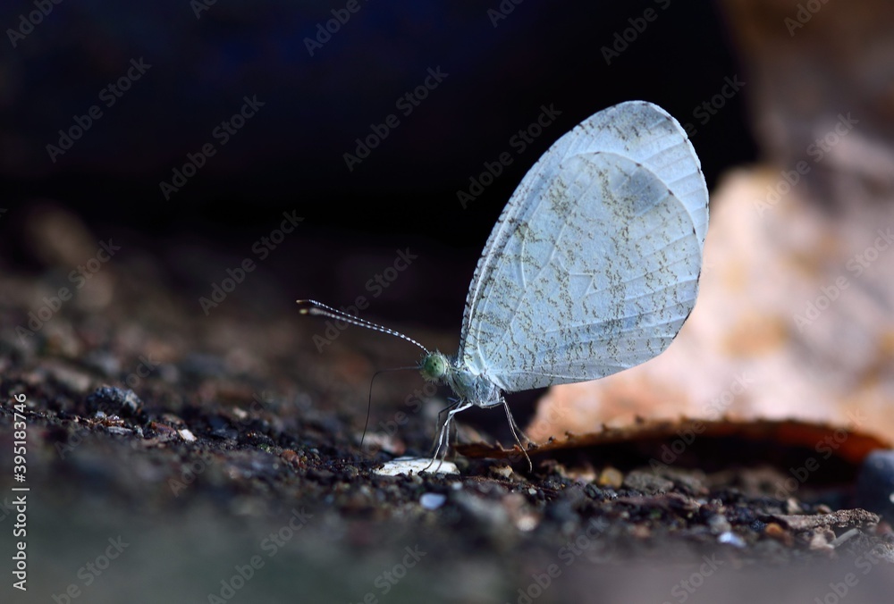 Obraz premium Butterfly (Jamides alecto dromicus) Psyche butterfly. 
