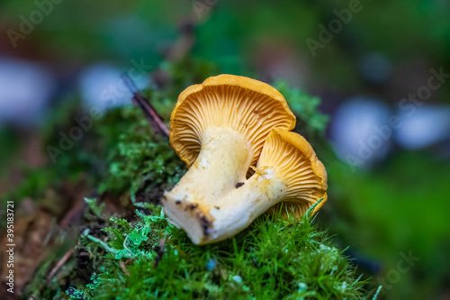 Golden chanterelle (Cantharellus cibarius) in the woods