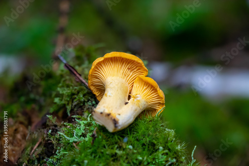 Golden chanterelle (Cantharellus cibarius) in the woods