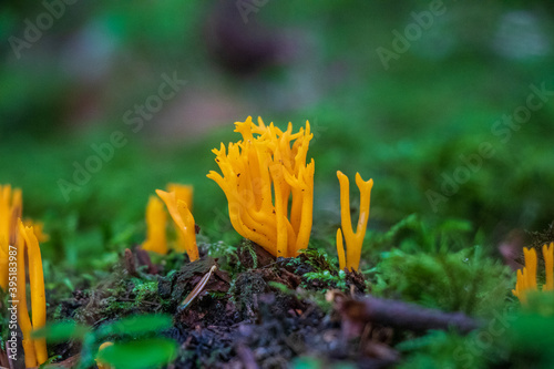 Calocera viscosa (Stagshorn fungus) growing in the woods