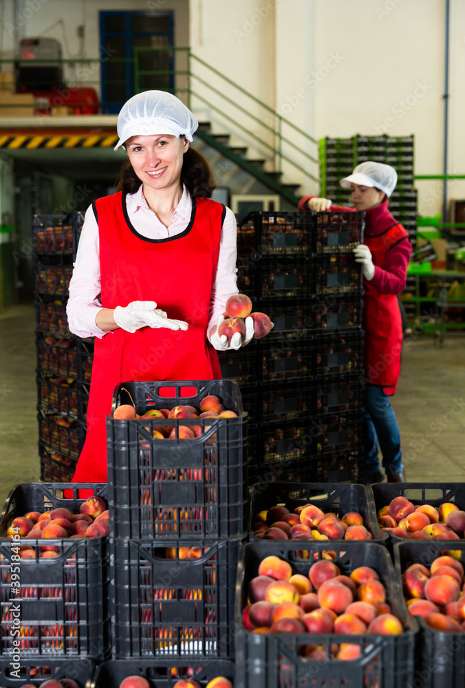 Two female fruit warehouse workers in process of packaging fresh peaches in boxes
