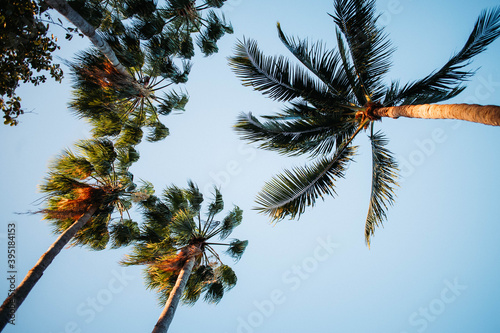 palm tree against sky © Robby