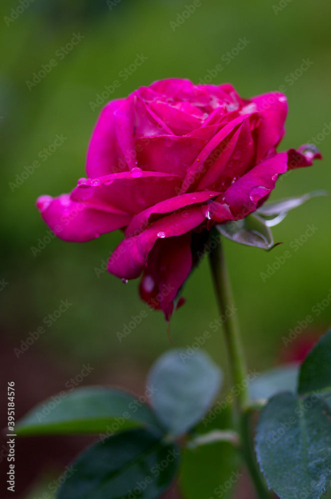 pink rose with drops pink rose with drops