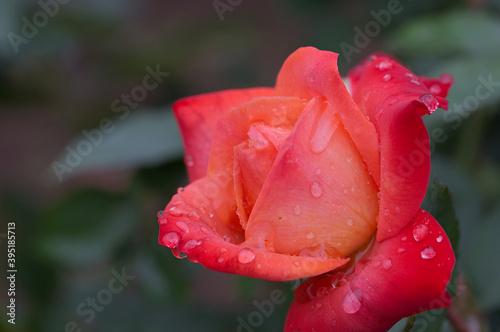 red rose with water drops