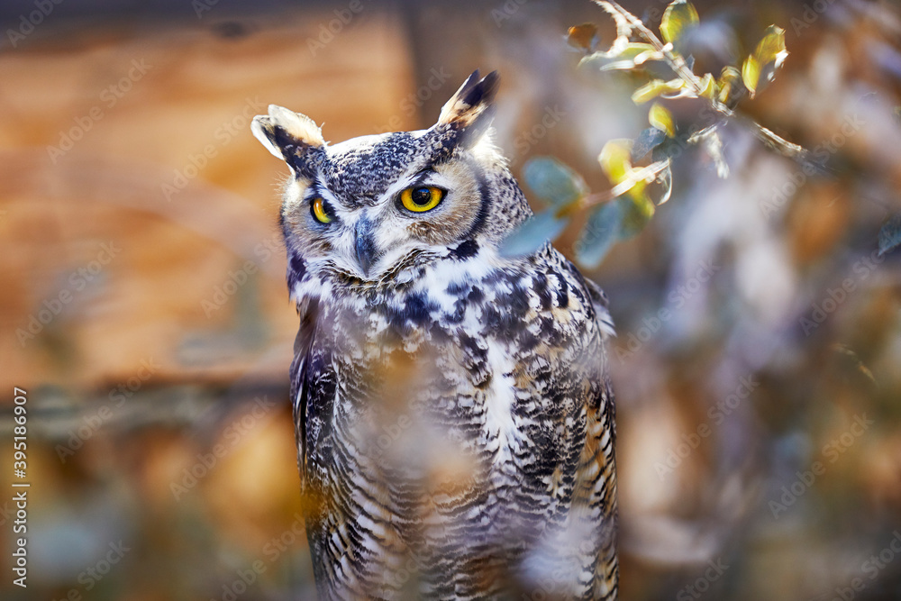 Obraz premium Great Horned Owl sitting inside a bush