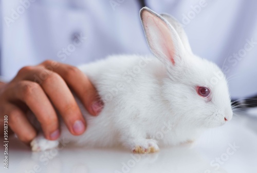Vet doctor examining pet rabbit in clinic
