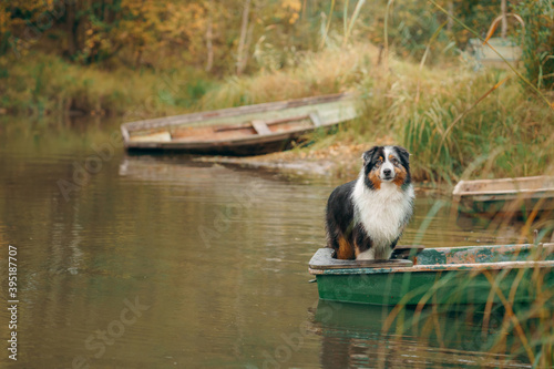 Fototapeta Naklejka Na Ścianę i Meble -  dog in a boat, autumn mood. Tricolor australian shepherd in nature