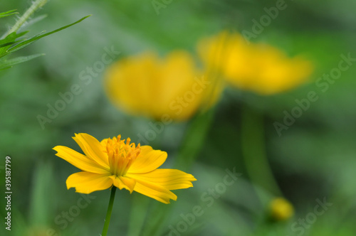 Closeup of yellow Cosmos caudatus flower in the garden