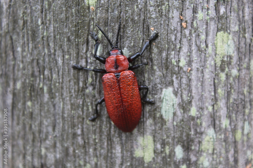 Coraliomela brunnea (Barata-do-coqueiro, Falsa-barata-das-palmeiras, falsa-barata-do-coqueiro) . Brazilian beetle, palm pest. Coraliomela brunnea (Barata-do-coqueiro, Falsa-barata-das-palmeiras, falsa-barata-do-coqueiro) . Brazilian beetle, palm pest.