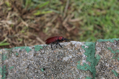 Coraliomela brunnea (Barata-do-coqueiro, Falsa-barata-das-palmeiras, falsa-barata-do-coqueiro) . Brazilian beetle, palm pest. photo