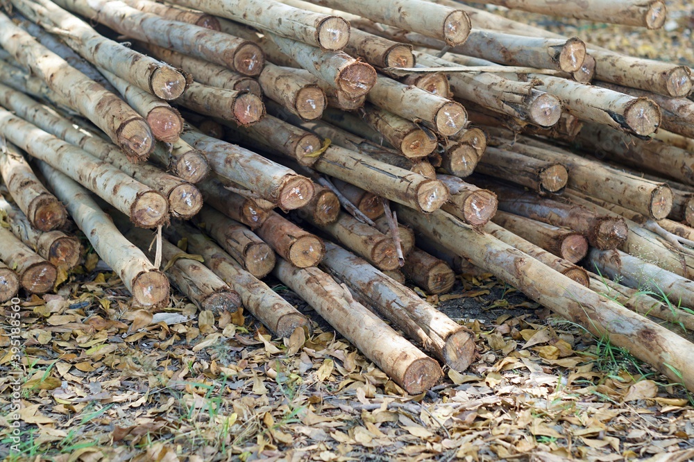 A lot of a eucalyptus wood total on the grounds. A lot of a eucalyptus wood total on the grounds.