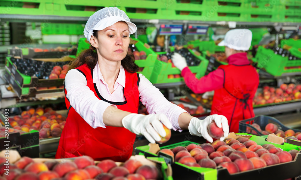 Female employee in the colored uniform sorting fresh ripe peaches on producing grading line