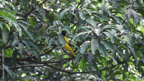 Very Beautiful Yellow Bird Black-hooded oriole or Oriolus xanthornus perching on branch; then flying away. In Eastern Province, India photo