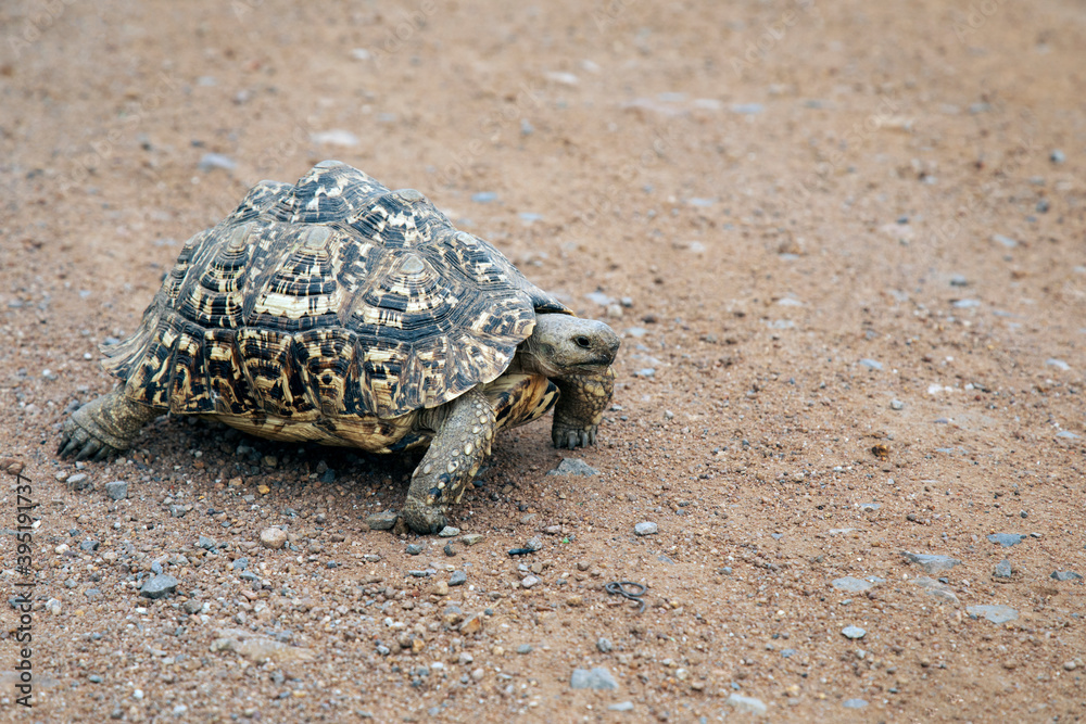 Obraz premium african tortoise