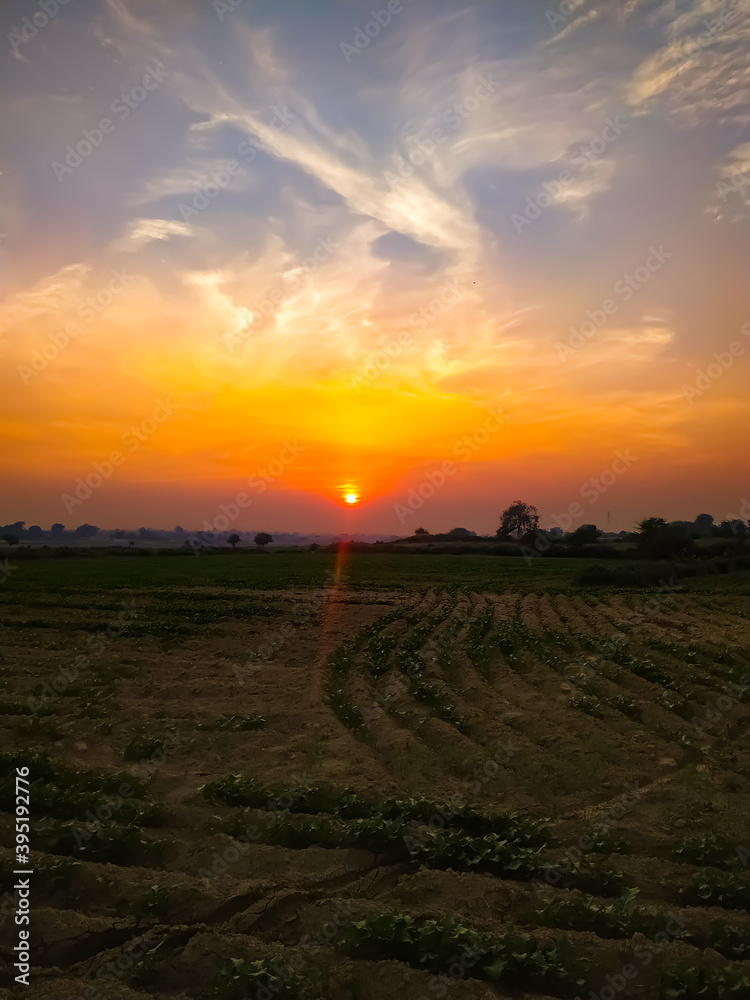 Beautiful landscape with nice sunset over mustard plants. Composition of nature
