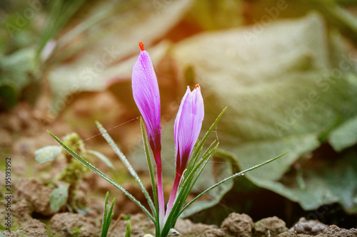 Purple crocus flower in a field during flowering. photo