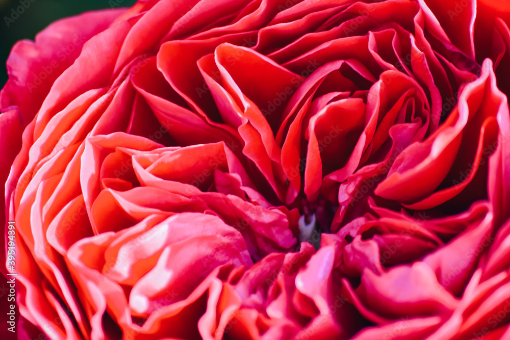 Naklejka premium flores