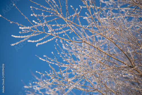 Winter tree branches with frost on a blue sky background. Natural winter background