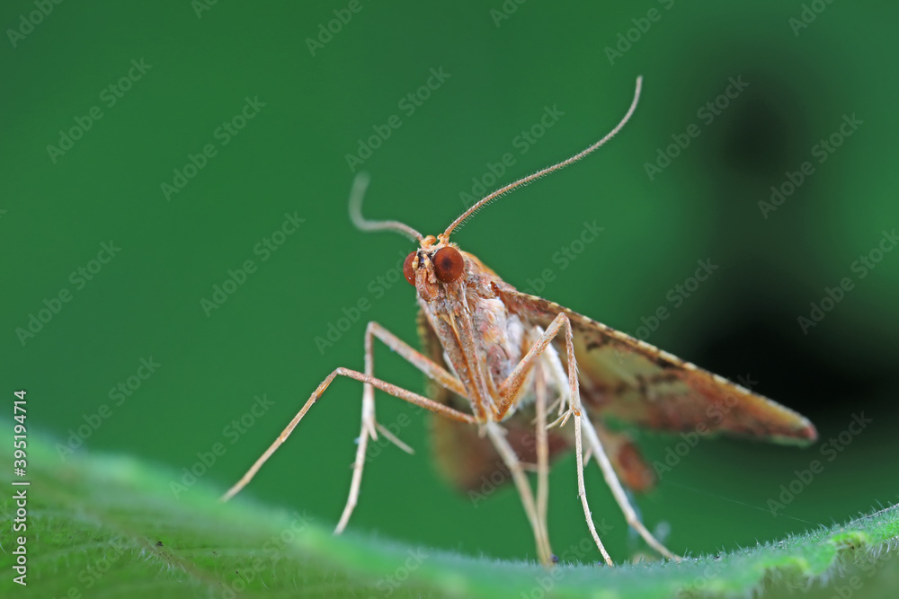 Moths on leaves in nature, North China Plain Moths on leaves in nature, North China Plain