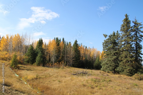 Hill Of Autumn, Nordegg, Alberta