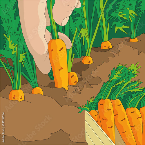 gardening print garden carrot vegetables hobby plants healthy diet