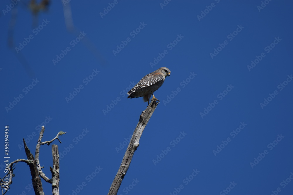 hawk