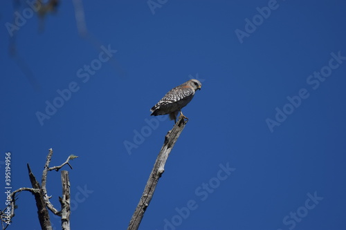 hawk