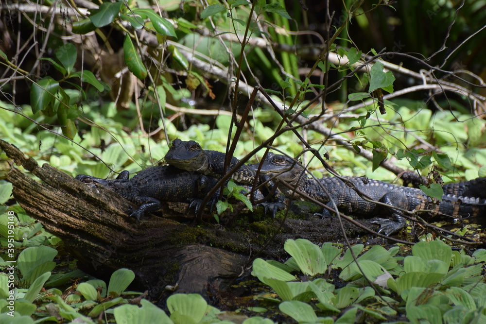 alligator