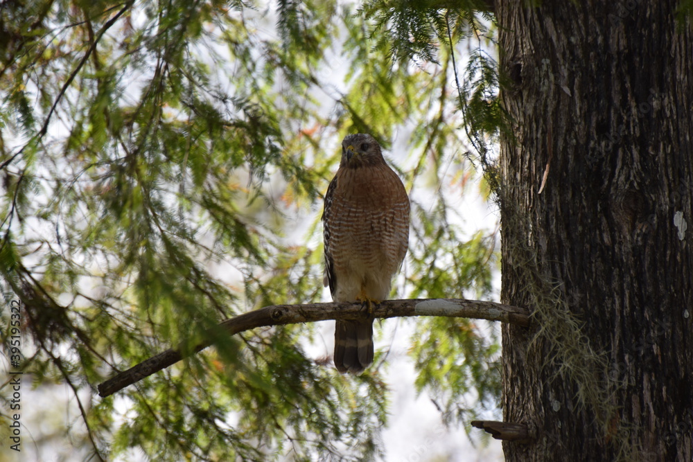 hawk