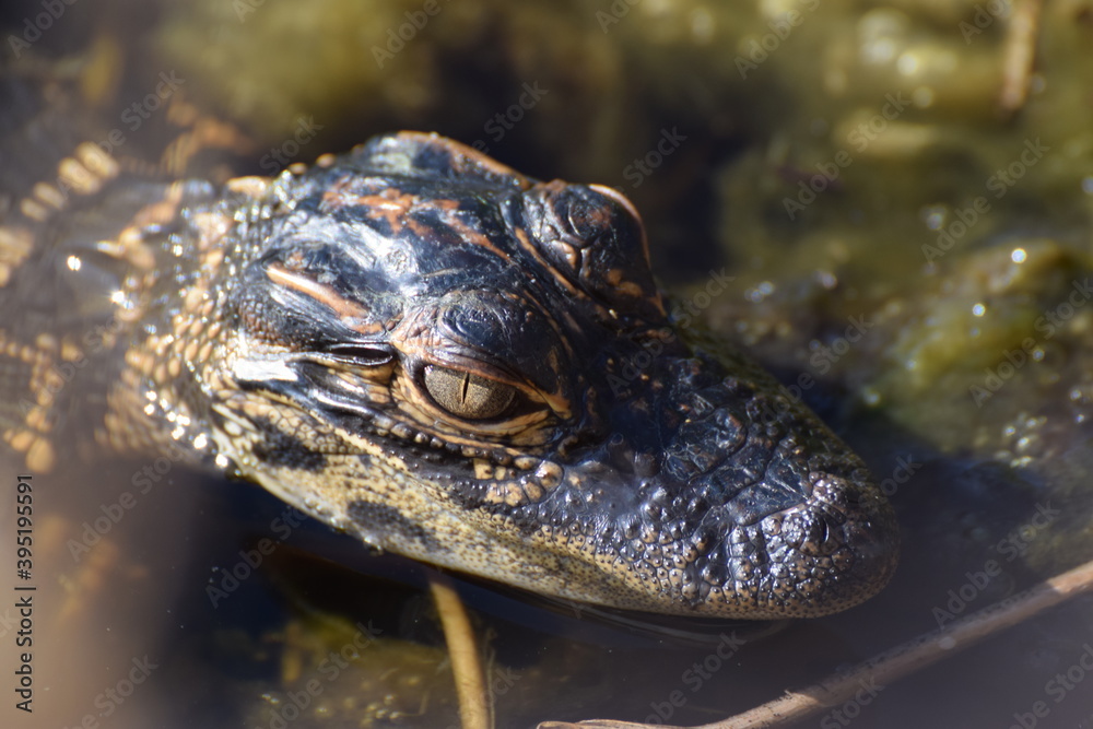 alligator eye
