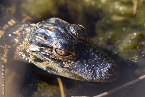Obraz na płótnie alligator eye w salonie