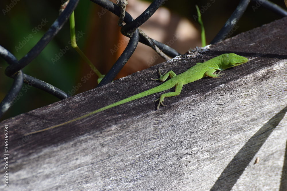 lizard