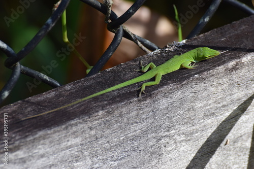 Obraz na płótnie lizard w salonie