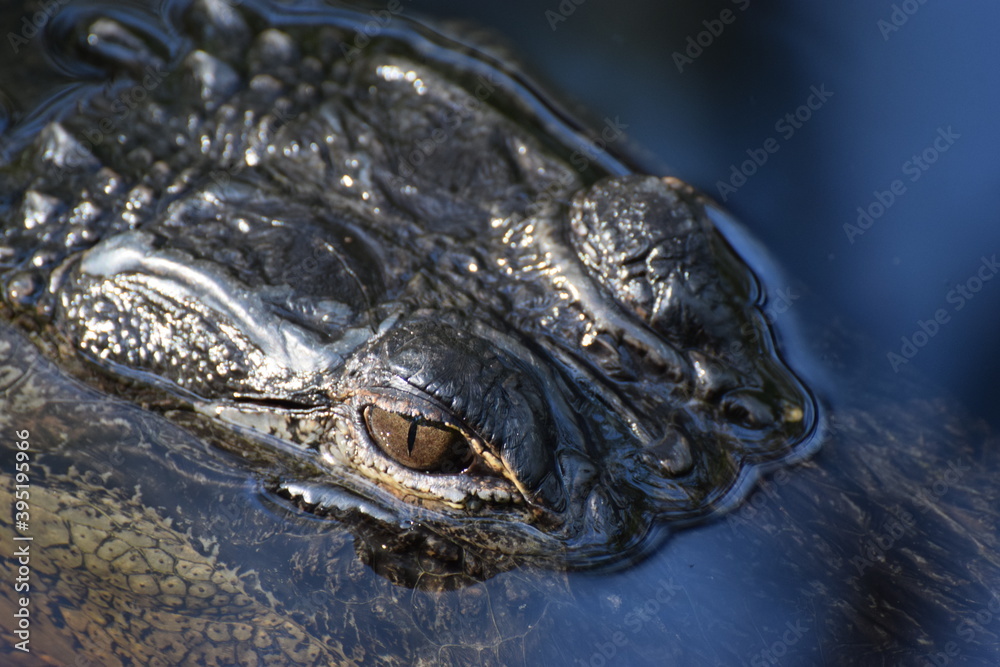 alligator eye